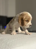 Fendi, a female English Cocker Spaniel for sale in Palm Desert, CA – 3 of 5