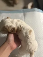 Fendi, a female English Cocker Spaniel for sale in Palm Desert, CA – 5 of 5