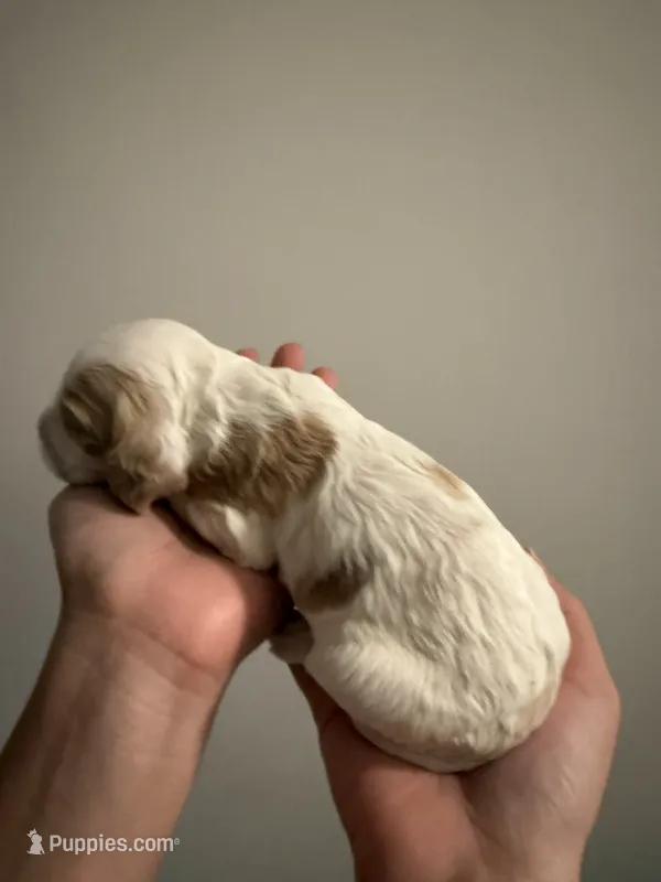 Fendi – Cocker Spaniel, English Cocker Spaniel puppy for sale in Palm Desert, CA