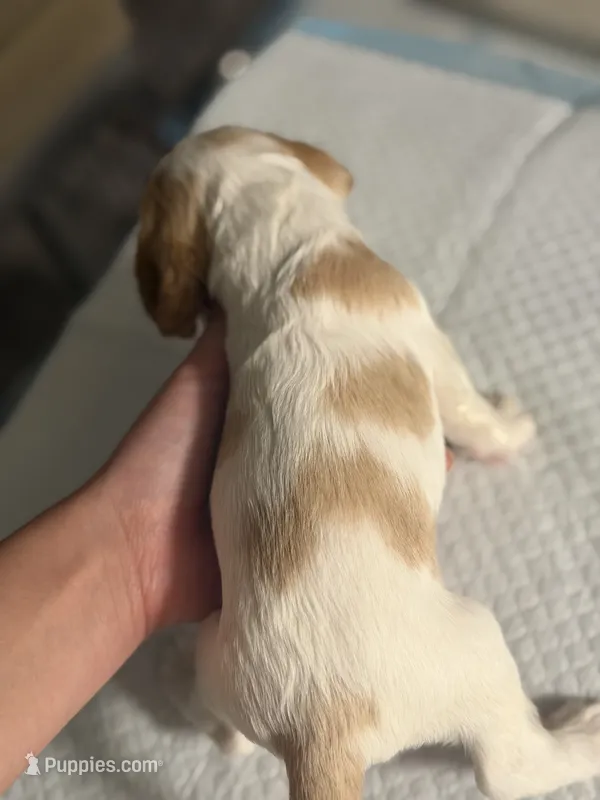 Mickey – Cocker Spaniel, English Cocker Spaniel puppy for sale in Palm Desert, CA