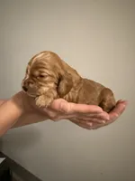 Chocolate, a male Cocker Spaniel and English Cocker Spaniel for sale in Palm Desert, CA – 2 of 3