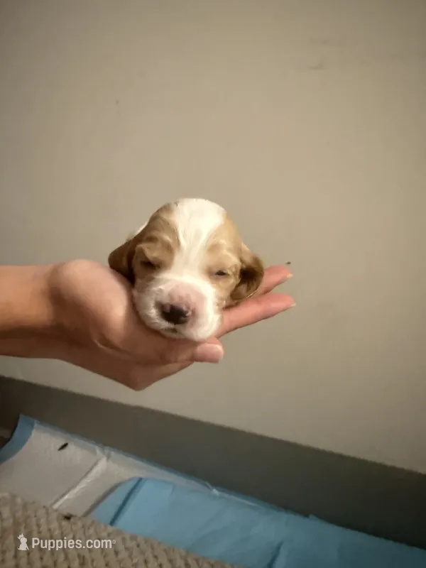 Mickey – Cocker Spaniel, English Cocker Spaniel puppy for sale in Palm Desert, CA