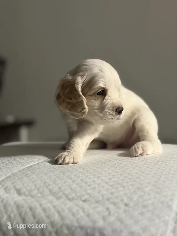 Pibble – Cocker Spaniel, English Cocker Spaniel puppy for sale in Palm Desert, CA