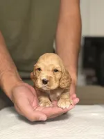 Rocco, a male English Cocker Spaniel for sale in Palm Desert, CA – 4 of 5