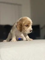 Fendi, a female English Cocker Spaniel for sale in Palm Desert, CA – 4 of 5