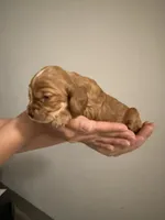 Chocolate, a male Cocker Spaniel and English Cocker Spaniel for sale in Palm Desert, CA – 3 of 3