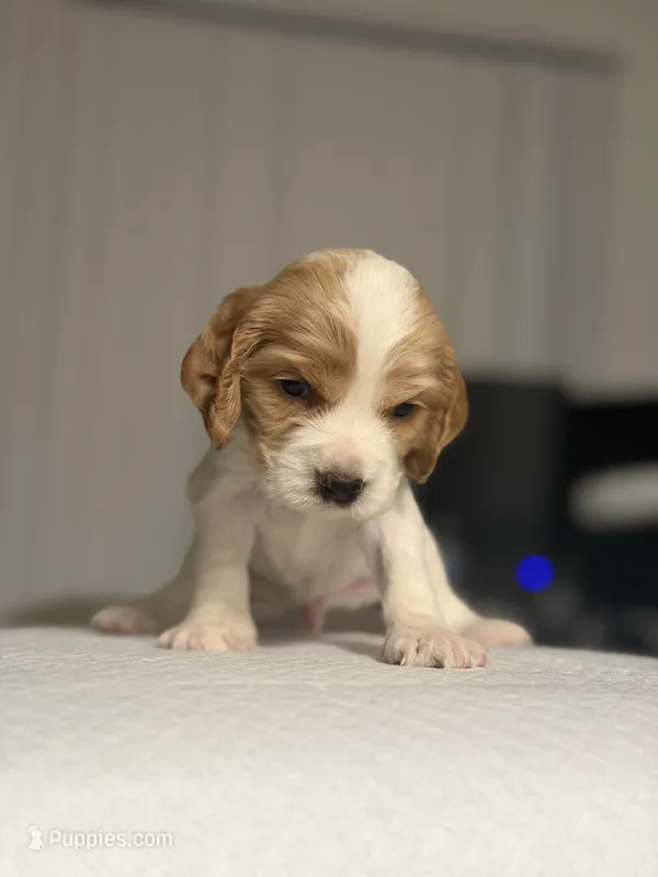 Mickey – Cocker Spaniel, English Cocker Spaniel puppy for sale in Palm Desert, CA