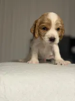 Fendi, a female English Cocker Spaniel for sale in Palm Desert, CA – 2 of 5