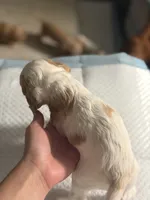 SPOTS, a male Cocker Spaniel and English Cocker Spaniel for sale in Palm Desert, CA – 9 of 10