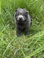 Tommy, a male Chow Chow for sale in Knoxville, TN – 2 of 3