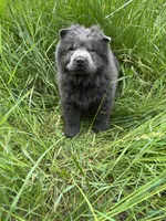 Tommy, a male Chow Chow for sale in Knoxville, TN – 3 of 3