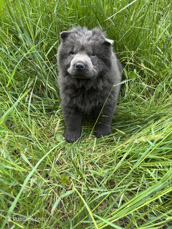 Tommy – Chow Chow puppy for sale in Knoxville, TN