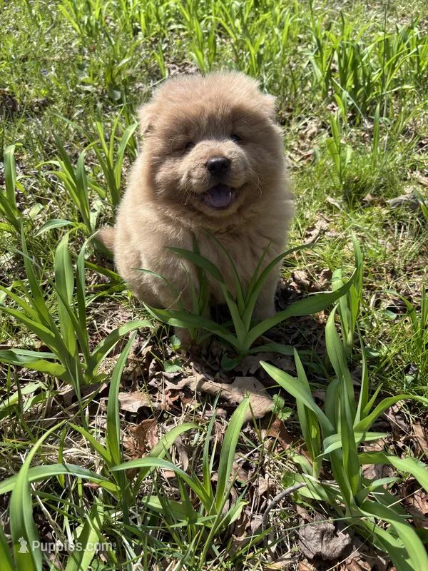 Dillinger – Chow Chow puppy for sale in Knoxville, TN