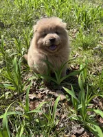 Dillinger, a male Chow Chow for sale in Knoxville, TN – Photo 1 of 4