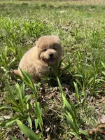 Dillinger, a male Chow Chow for sale in Knoxville, TN – Photo 3 of 4