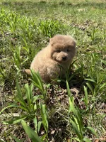Dillinger, a male Chow Chow for sale in Knoxville, TN – Photo 2 of 4