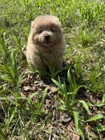 Dillinger, a male Chow Chow for sale in Knoxville, TN – Photo 4 of 4