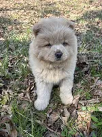 Tony, a male Chow Chow for sale in Knoxville, TN – Photo 2 of 4