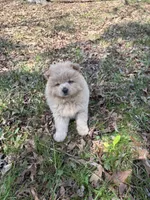 Tony, a male Chow Chow for sale in Knoxville, TN – Photo 3 of 4