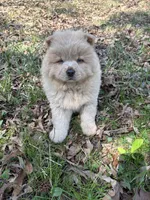 Tony, a male Chow Chow for sale in Knoxville, TN – Photo 4 of 4