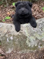 Tony, a male Chow Chow for sale in Knoxville, TN – 4 of 4