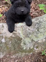 Tony, a male Chow Chow for sale in Knoxville, TN – 2 of 4