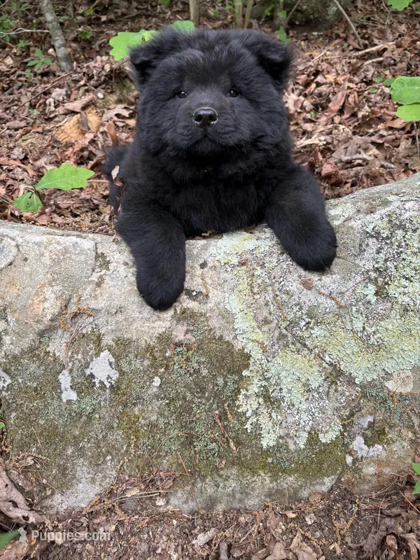 Tony – Chow Chow puppy for sale in Knoxville, TN
