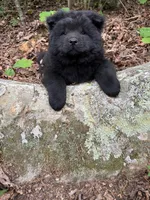 Tony, a male Chow Chow for sale in Knoxville, TN – 1 of 4