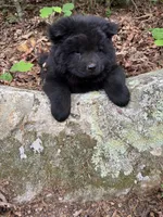 Tony, a male Chow Chow for sale in Knoxville, TN – 3 of 4