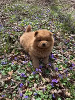 Shurly, a female Chow Chow for sale in Knoxville, TN – Photo 3 of 4