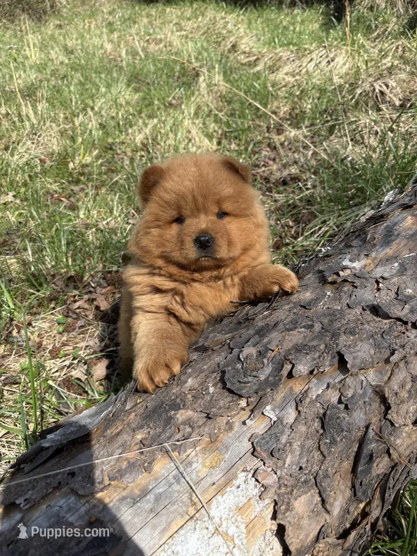 Shurly, a female Chow Chow for sale in Knoxville, TN – Photo 1 of 4