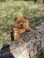 Shurly, a female Chow Chow for sale in Knoxville, TN – Photo 1 of 4