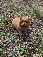 Shurly, a female Chow Chow for sale in Knoxville, TN – Photo 4 of 4