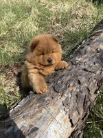 Shurly, a female Chow Chow for sale in Knoxville, TN – Photo 2 of 4