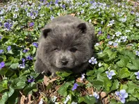 Donny, a male Chow Chow for sale in Knoxville, TN – Photo 4 of 4