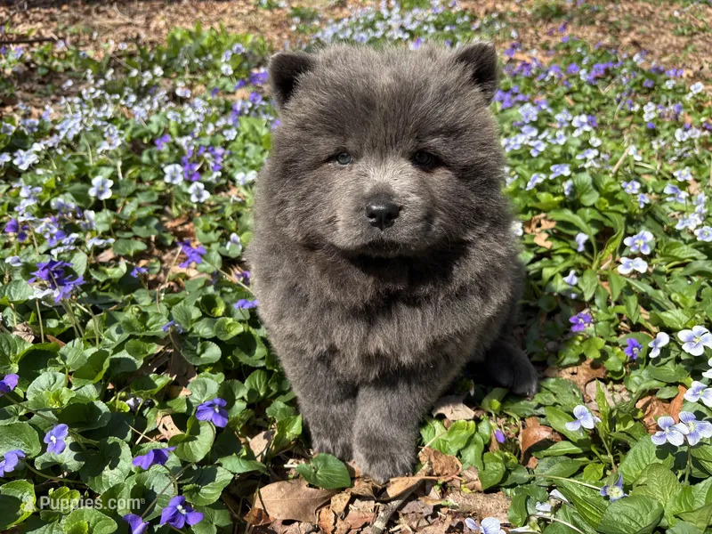 Donny – Chow Chow puppy for sale in Knoxville, TN