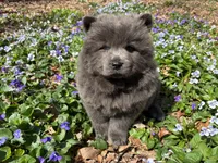 Donny, a male Chow Chow for sale in Knoxville, TN – Photo 1 of 4
