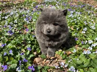 Donny, a male Chow Chow for sale in Knoxville, TN – Photo 3 of 4