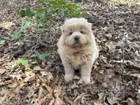 Teddy, a male Chow Chow for sale in Knoxville, TN – Photo 1 of 4