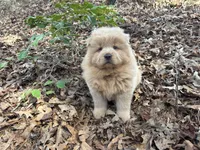 Teddy, a male Chow Chow for sale in Knoxville, TN – Photo 3 of 4