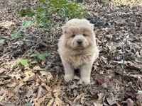 Teddy, a male Chow Chow for sale in Knoxville, TN – Photo 2 of 4