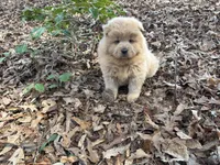 Teddy, a male Chow Chow for sale in Knoxville, TN – Photo 4 of 4