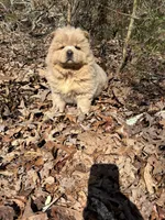 Samson, a male Chow Chow for sale in Knoxville, TN – Photo 2 of 4