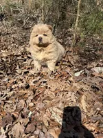 Samson, a male Chow Chow for sale in Knoxville, TN – Photo 4 of 4