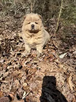 Samson, a male Chow Chow for sale in Knoxville, TN – Photo 3 of 4