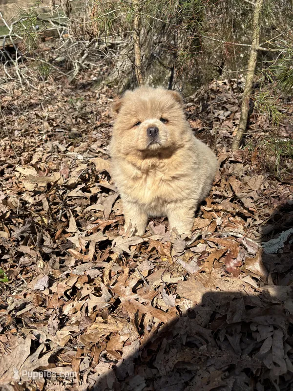 Samson – Chow Chow puppy for sale in Knoxville, TN