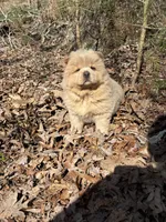 Samson, a male Chow Chow for sale in Knoxville, TN – Photo 1 of 4