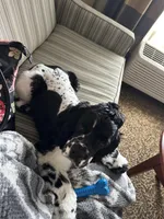 Echo, a female Cocker Spaniel for sale in Paoli, IN – Photo 3 of 5