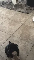 Molly, a female French Bulldog and Alaskan Husky for sale in Kissimmee, FL – 2 of 2