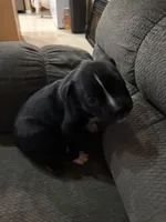 Molly, a female French Bulldog and Alaskan Husky for sale in Kissimmee, FL – 1 of 2